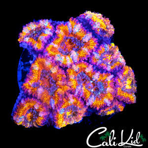 INSANE RAINBOW ACAN MINI COLONY