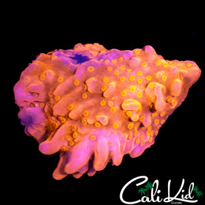 CK FLAMIN SETOSA