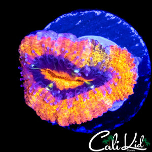 ULTRA RAINBOW ACAN LORD