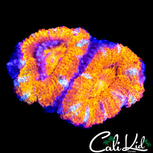 ULTRA RAINBOW ACAN DOUBLE