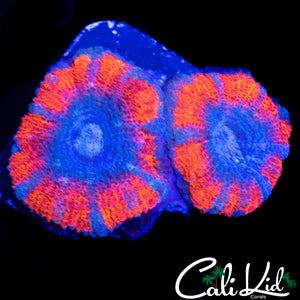 SUPERMAN ASIAN ACAN DOUBLE