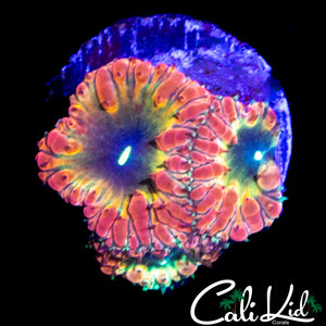CK BONKERZ RAINBOW BLASTO TRIPLE