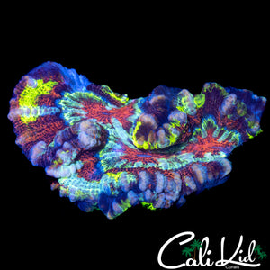 ULTIMATE RAINBOW WILSONI
