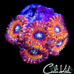 SALTED AGAVE ZOA MINI COLONY
