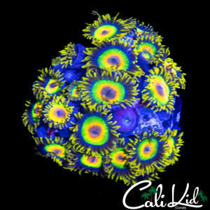 RASTA ZOA COLONY