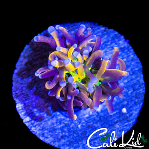 AQUACULTURED MYSTERY TORCH