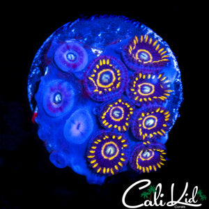 OG PURPLE HORNETS ZOA MINI COLONY