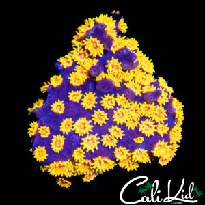 BIZARRO CYPHASTREA