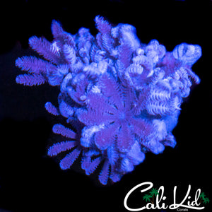 PULSATING XENIA CHUNK