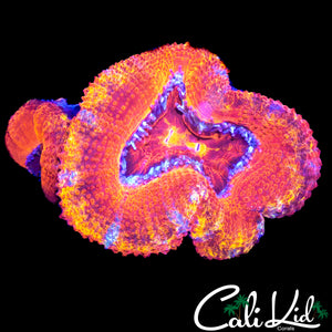 RAINBOW RIM ACAN LORD DOUBLE