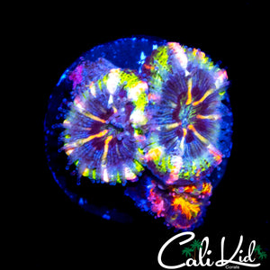BEN'S BANGERZ GRAFTED ACAN QUAD