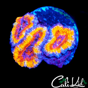 ULTRA RAINBOW ACAN TRIPLE