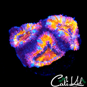 ULTIMATE RAINBOW ACAN TRIPLE