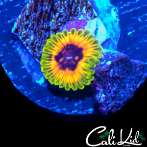 HALLUCINATION ZOA