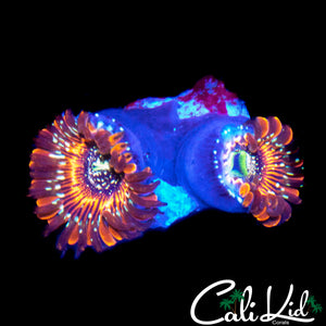SALTED AGAVE ZOA DOUBLE