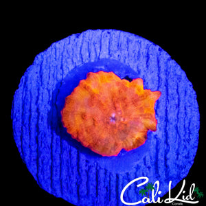 CK GOD MUSHROOM