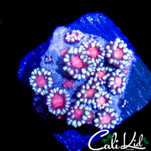 ULTRA BI COLOR GONI