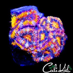 BANGIN ACAN MINI COLONY