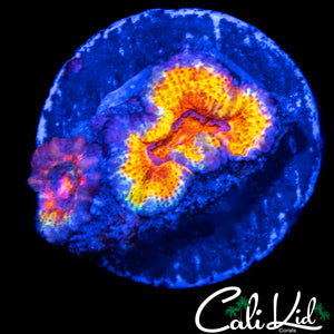 MYSTERY ACAN DOUBLE