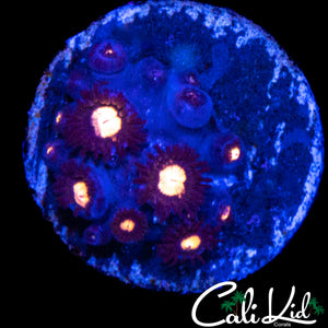 ASSORTED ZOA MINI COLONY