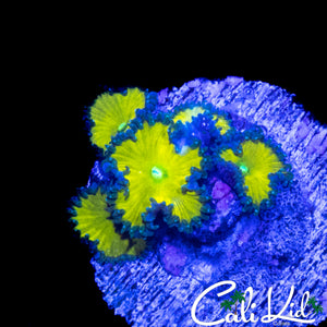 CK SOLAR DEITY ZOA MINI COLONY