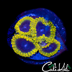 MESOSPHERE ZOA QUAD