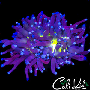 AQUACULTURED FAT HEAD JOKER TORCH