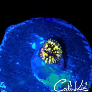 MYSTERY ZOA