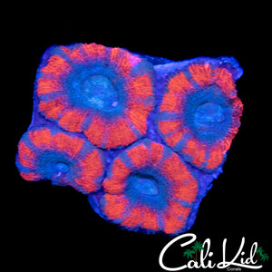 SUPERMAN ASIAN ACAN QUAD