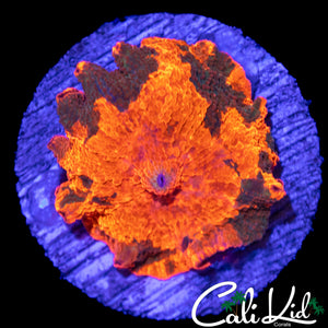 AMAZING CANDY CRUSH MUSHROOM