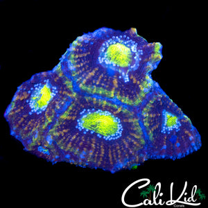 YELLOW BOWERBANKI QUAD