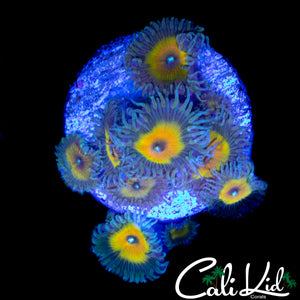 RAINBOW PROTO PALY MINI COLONY