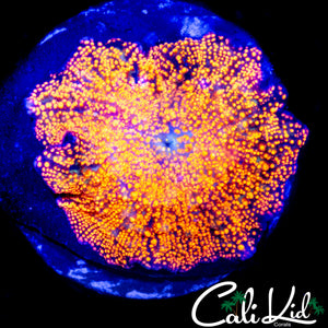 XL RED INSTERSTELLAR TYPE SHROOM