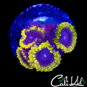 MESOSPHERE ZOA QUAD