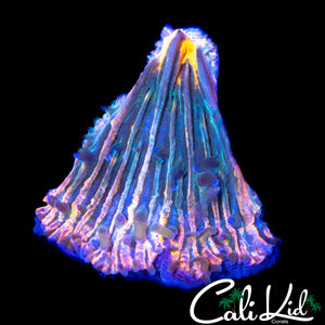 BEAUTIFUL RAINBOW FUNGIA FRAG