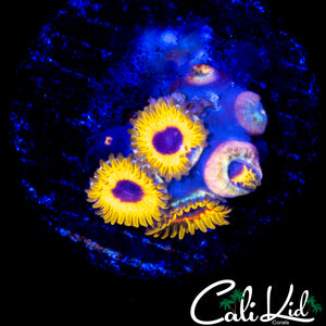 GREAT OWL ZOA MINI COLONY