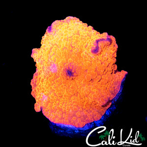 FLAMIN DISCO MUSHROOM