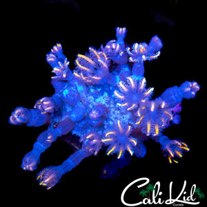 FIREWORKS CLOVE CHUNK
