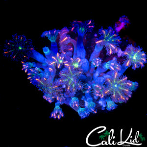 ULTRA RAINBOW CLOVES CHUNK