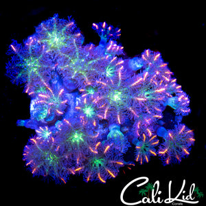 ULTRA RAINBOW CLOVES CHUNK