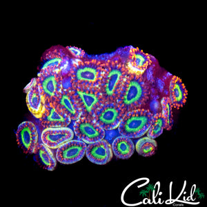 FRUIT LOOPS ZOA MINI COLONY