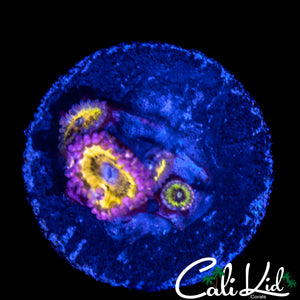 CHIQUITA ZOA QUAD