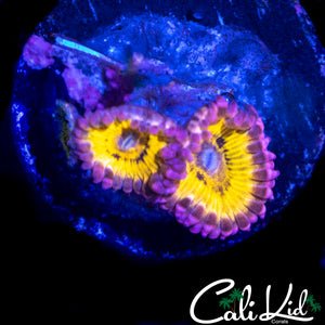 CHIQUITA ZOA DOUBLE