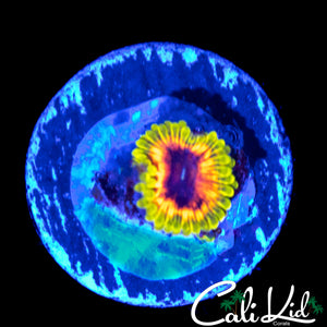 HALLUCINATION ZOA