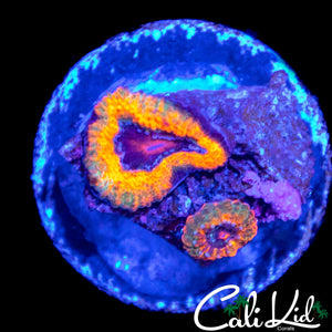 MYSTERY RAINBOW MICROMUSSA DOUBLE