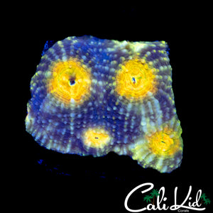 RAINBOW EYE ECHINATA