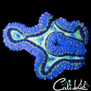 PINK SPECKLED SYMPHYLLIA