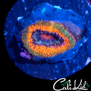 MYSTERY RAINBOW MICROMUSSA