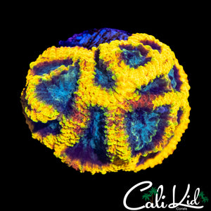 CK ELECTRIC DAISY FAVIA
