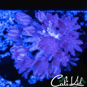 PULSATING XENIA
